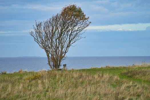Tree bent by wind, with bench on cliff by sea. View in Denmark on the Kattegatt. Break during a hike. Landscape shot from the Baltic Sea