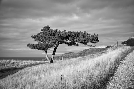 Pine tree in black and white taken on a meadow on the coast of Denmark. Shape of the tree grown by the wind. Landscape shot from the sea