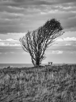 Tree bent by wind, taken in black and white, with bench on a cliff by the sea. View in Denmark on the Kattegatt. Break during a hike. Landscape shot from the Baltic Sea