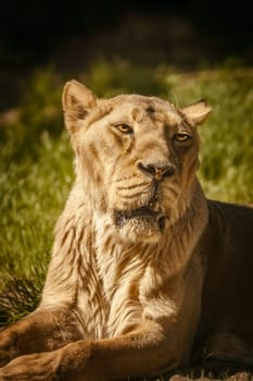 Close up portrait of the lioness (Panthera leo)