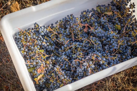 Grape bushels in crates during vineyard harvest.