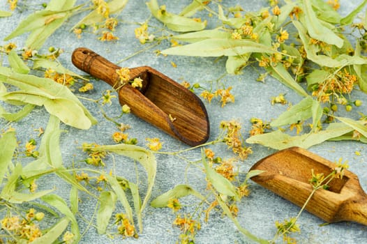 Healing inflorescences of linden or tilia, herbal medicine, medicinal plants.