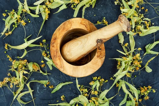 Healing inflorescences of linden or tilia, herbal medicine, medicinal plants.
