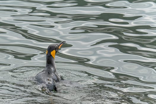 swimming king penguin (APTENODYTES PATAGONICUS) in the water