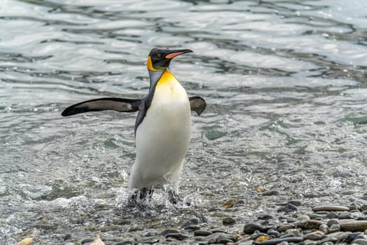 noble king penguin (APTENODYTES PATAGONICUS) comes out of the sea in South Georgia wet - with drops of water on its plumage