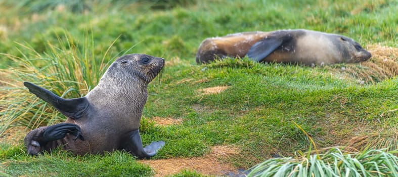 Young Antarctic fur seal , Antarctic fur seal (Arctocephalus gazella) in South Georgia in its natural environment