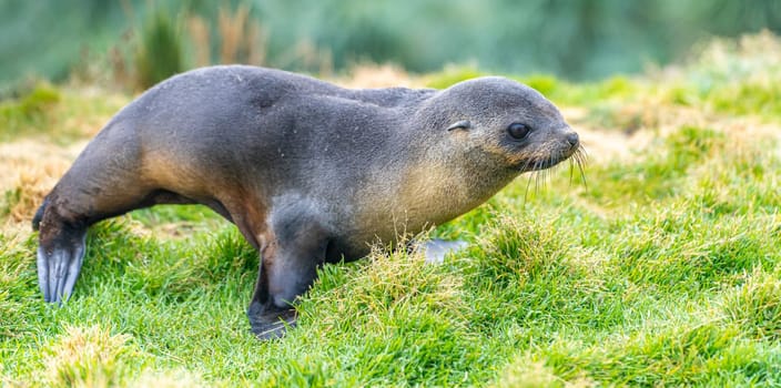 Young Antarctic fur seal , Antarctic fur seal (Arctocephalus gazella) in South Georgia in its natural environment