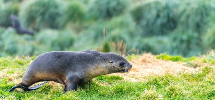 Young Antarctic fur seal , Antarctic fur seal (Arctocephalus gazella) in South Georgia in its natural environment