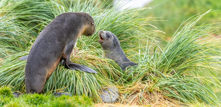 Young Antarctic fur seal , Antarctic fur seal (Arctocephalus gazella) in South Georgia in its natural environment