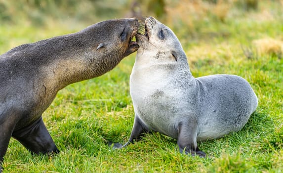 2 young pretty Antarctic fur seals Antarctic fur seal babies (Arctocephalus gazella) playing Together in South Georgia in their natural environment in the water
