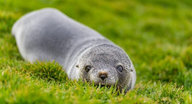 Young Antarctic fur seal , Antarctic fur seal (Arctocephalus gazella) in South Georgia in its natural environment