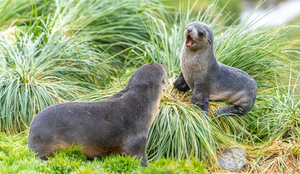 2 young pretty Antarctic fur seals Antarctic fur seal babies (Arctocephalus gazella) playing Together in South Georgia in their natural environment in the water