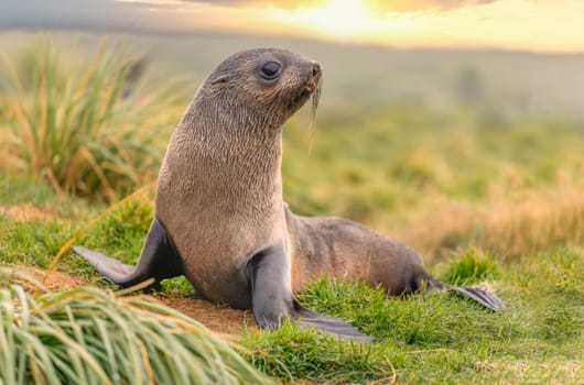 Young Antarctic fur seal , Antarctic fur seal (Arctocephalus gazella) in South Georgia in its natural environment