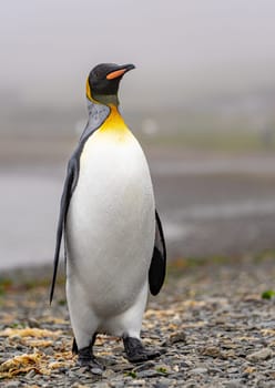 noble king penguin (APTENODYTES PATAGONICUS) comes out of the sea in South Georgia wet - with drops of water on its plumage