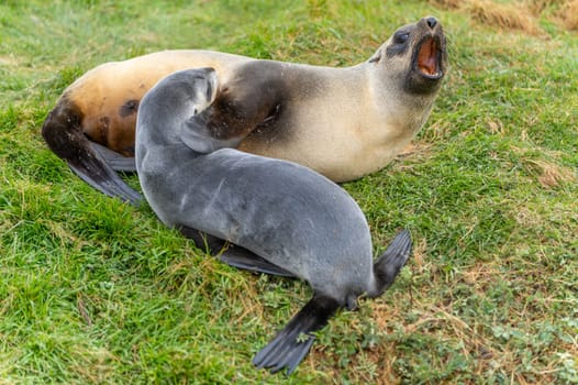 female antarctic fur seal (Arctocephalus gazella) _ antarctic fur seal /lying in her natural habitat in the green tussock grass in South Georgia suckling her baby
