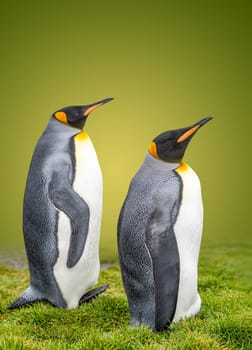 Pair of 2 King Penguins (APTENODYTES PATAGONICUS) on South Georgia isolated against green background