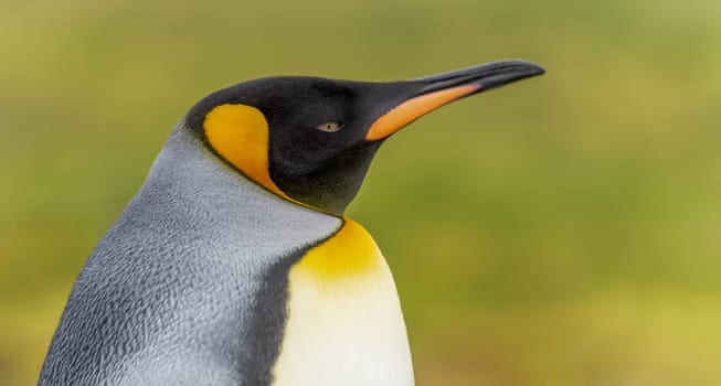 King penguin head (APTENODYTES PATAGONICUS), cropped against green background