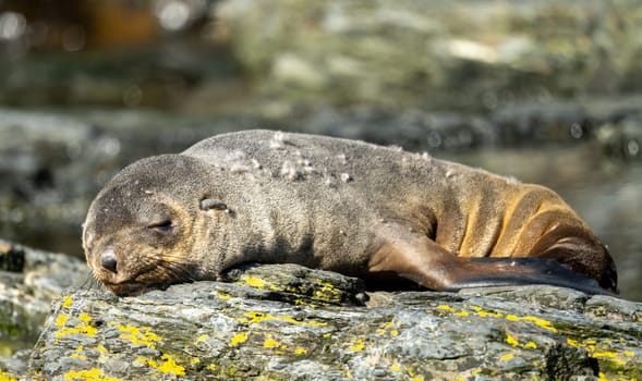 Young Antarctic fur seal , Antarctic fur seal (Arctocephalus gazella) in South Georgia in its natural environment