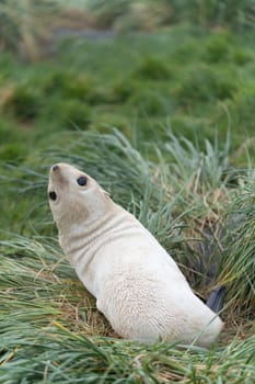 rare, pale blonde Antarctic fur seal baby (Arctocephalus gazella) on South Georgia, where over 95% of the world's Antarctic seal population lives on South Georgia - This is the "pale blonde"" variety. About 1 in 1000 puppies is born with this lighter colour and retains it into adulthood."