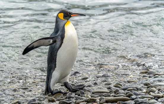 noble king penguin (APTENODYTES PATAGONICUS) comes out of the sea in South Georgia wet - with drops of water on its plumage