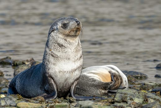 Young Antarctic fur seal , Antarctic fur seal (Arctocephalus gazella) in South Georgia in its natural environment