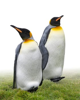 Pair of 2 king penguins (APTENODYTES PATAGONICUS) isolated against white background