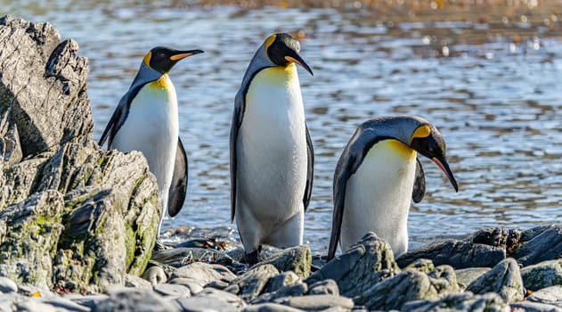 3 separated king penguins (APTENODYTES PATAGONICUS) on South Georgia in their natural environment on the shore