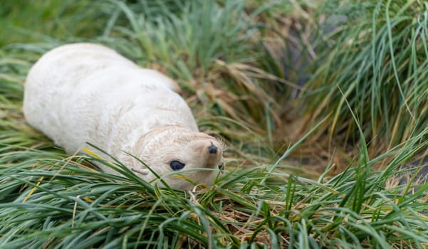 rare, pale blonde Antarctic fur seal baby (Arctocephalus gazella) on South Georgia, where over 95% of the world's Antarctic seal population lives on South Georgia - This is the "pale blonde"" variety. About 1 in 1000 puppies is born with this lighter colour and retains it into adulthood."