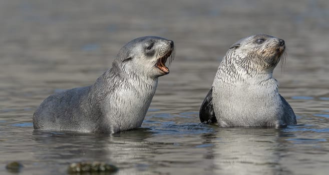 2 young pretty Antarctic fur seals Antarctic fur seal babies (Arctocephalus gazella) playing Together in South Georgia in their natural environment in the water