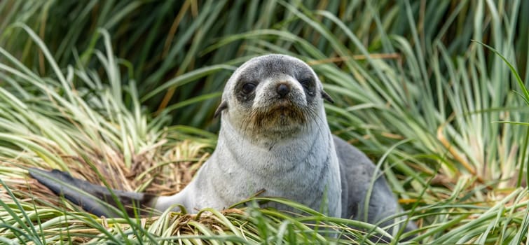 Young Antarctic fur seal , Antarctic fur seal (Arctocephalus gazella) in South Georgia in its natural environment
