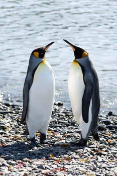 2 king penguins (APTENODYTES PATAGONICUS) face each other on the beach and turn their heads towards each other.