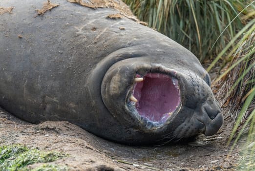 South Georgia - Where king penguins and elephant seals say goodnight - Southern elephant seal (Mirounga leonin) lies with open mouth in the sand