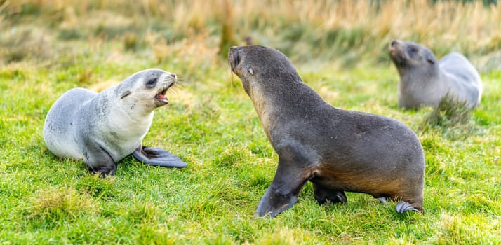 2 young pretty Antarctic fur seals  Antarctic fur seal babies (Arctocephalus gazella) playing Together in South Georgia in their natural environment in the water