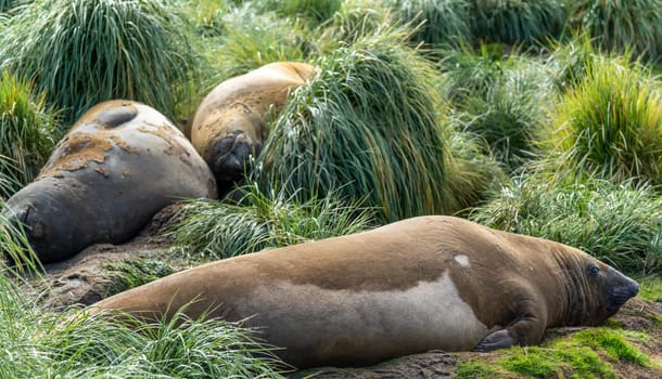 Antarctic fur seal (Arctocephalus gazella) lies in its natural habitat in the green tussock grass in South Georgia
