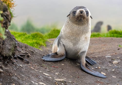 Young Antarctic fur seal , Antarctic fur seal (Arctocephalus gazella) in South Georgia in its natural environment
