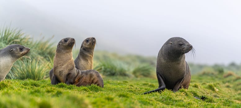 a group young pretty Antarctic fur seals  Antarctic fur seal babies (Arctocephalus gazella) playing Together in South Georgia in their natural environment