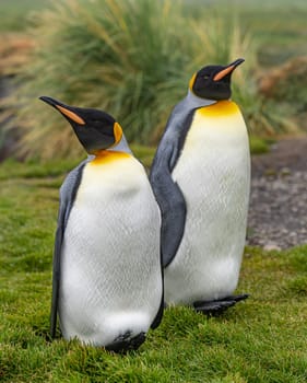 Pair of 2 King Penguins (APTENODYTES PATAGONICUS) on South Georgia isolated against green background
