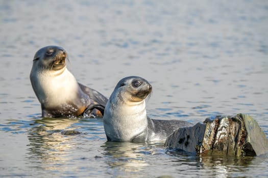 2 young pretty Antarctic fur seals Antarctic fur seal babies (Arctocephalus gazella) playing Together in South Georgia in their natural environment in the water