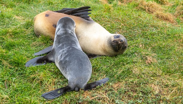 female antarctic fur seal (Arctocephalus gazella) _ antarctic fur seal /lying in her natural habitat in the green tussock grass in South Georgia suckling her baby