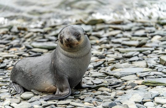 Young Antarctic fur seal , Antarctic fur seal (Arctocephalus gazella) in South Georgia in its natural environment