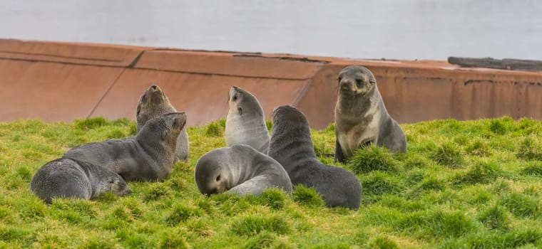 a group of young antarctic fur seals / antarctic fur seal (Arctocephalus gazella) lie in their natural environment in the green tussock grass in South Georgia