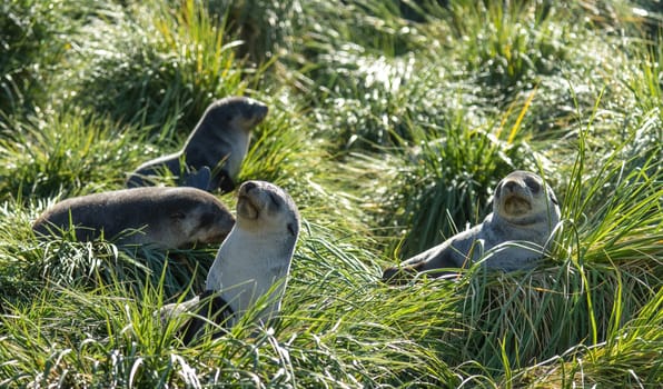 a group young pretty Antarctic fur seals Antarctic fur seal babies (Arctocephalus gazella) playing Together in South Georgia in their natural environment