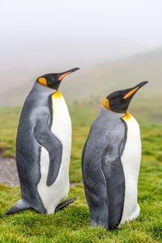 Pair of 2 King Penguins (APTENODYTES PATAGONICUS) on South Georgia isolated against green background