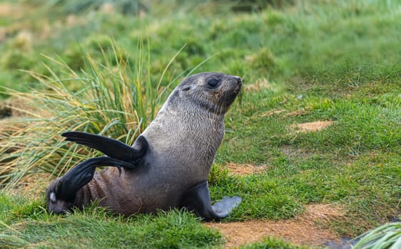 Young Antarctic fur seal , Antarctic fur seal (Arctocephalus gazella) in South Georgia in its natural environment
