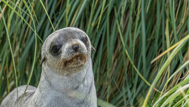 Young Antarctic fur seal , Antarctic fur seal (Arctocephalus gazella) in South Georgia in its natural environment