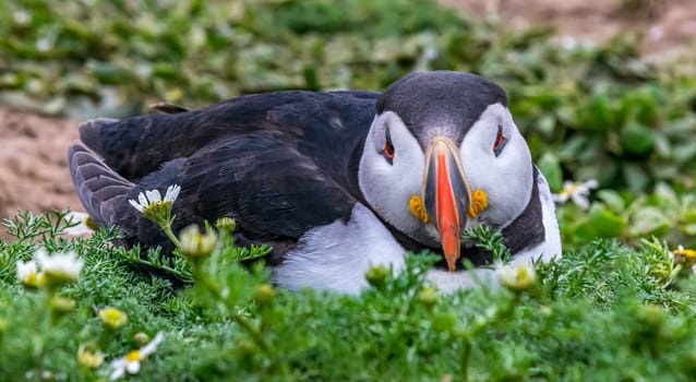 Puffins - Puffin bird sitting on the ground on Skomer Island in Wales UK looking at the camera