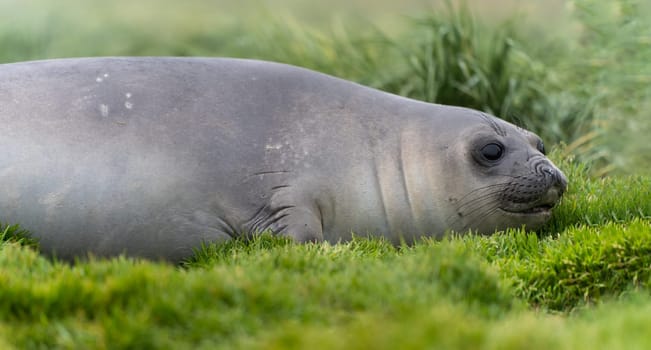 Antarctic fur seal (Arctocephalus gazella) lies in its natural habitat in the green tussock grass in South Georgia
