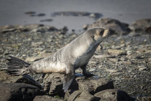 Antarctic fur seal (Arctocephalus gazella) lies in its natural habitat in the green tussock grass in South Georgia
