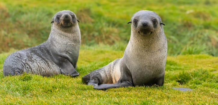 2 young pretty Antarctic fur seals  Antarctic fur seal babies (Arctocephalus gazella) playing Together in South Georgia in their natural environment in the water