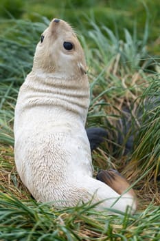 rare, pale blonde Antarctic fur seal baby (Arctocephalus gazella) on South Georgia, where over 95% of the world's Antarctic seal population lives on South Georgia - This is the "pale blonde"" variety. About 1 in 1000 puppies is born with this lighter colour and retains it into adulthood."
